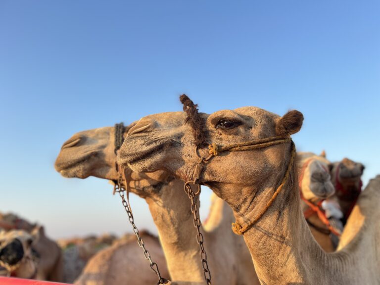 التقاء الإبل مع التراث.. ملحمة تعيد الحياة إلى صحراء العلمين المصرية