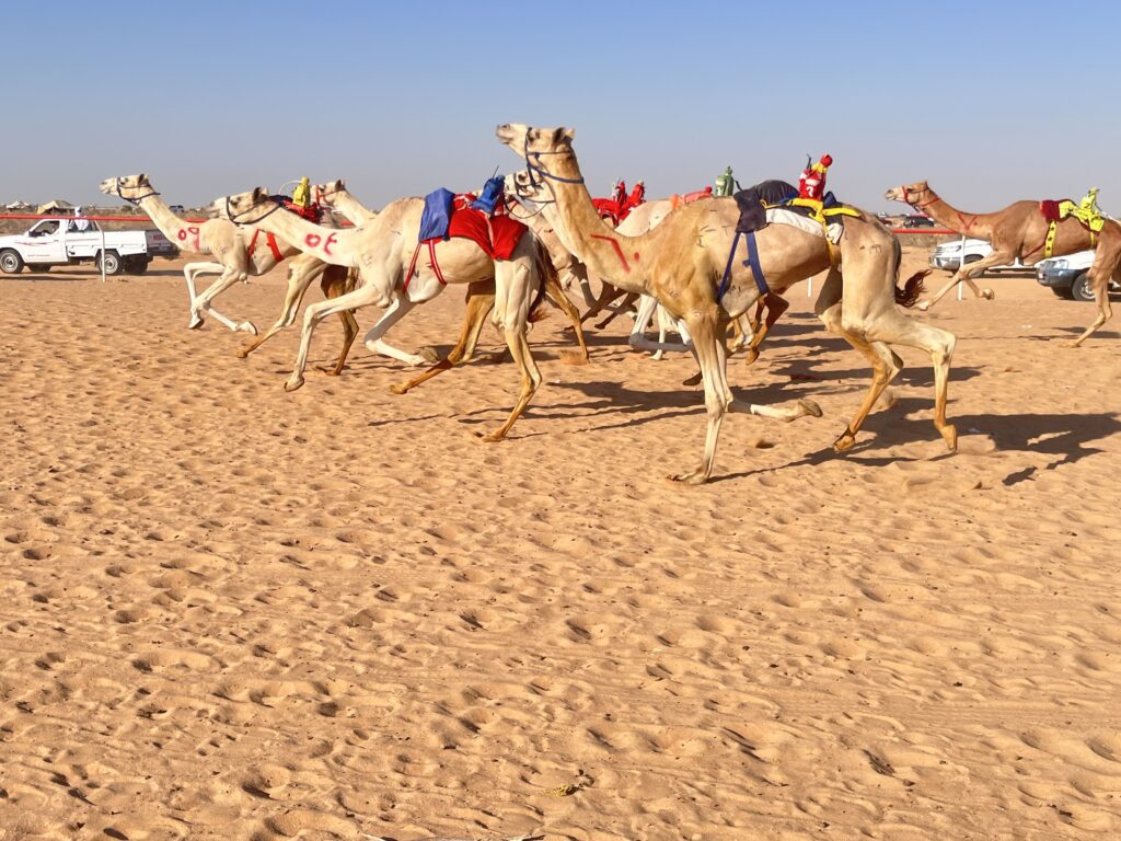 عطاء الإمارات للهجن المصرية يتواصل.. 1500 مطية تتنافس في سباق العلمين على الساحل الشمالي