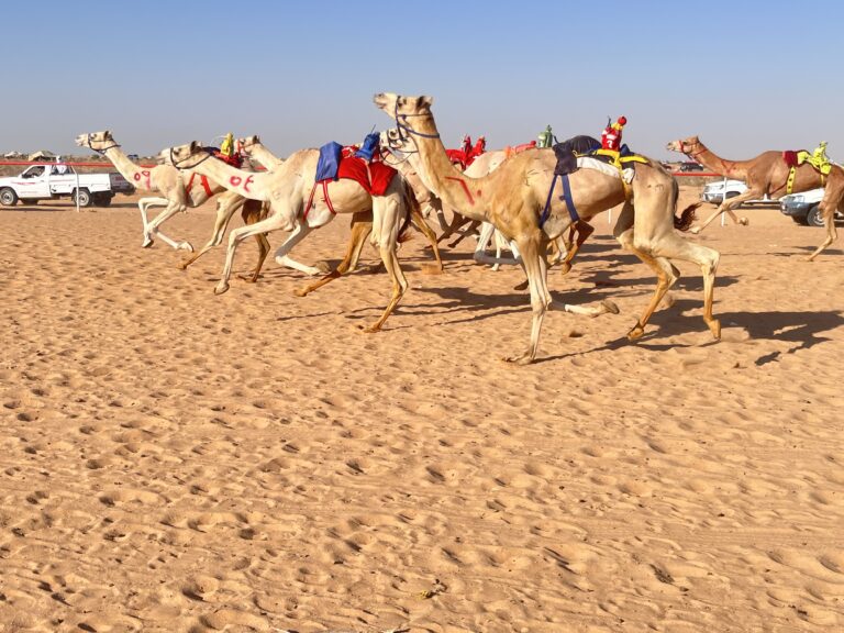 عطاء الإمارات للهجن المصرية يتواصل.. 1500 مطية تتنافس في سباق العلمين على الساحل الشمالي