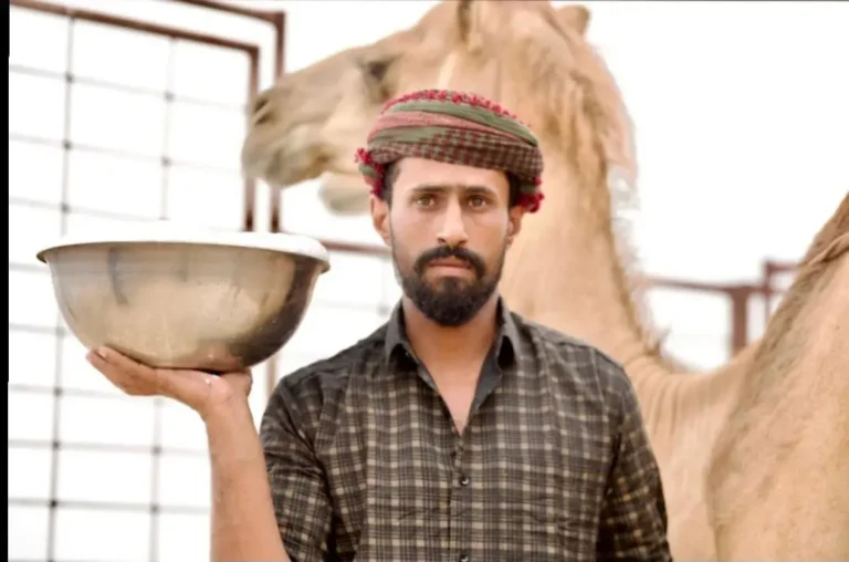 سلطنة عمان : محالبة الإبل في طاقة .. حليب النوق يسقي ذاكرة المكان