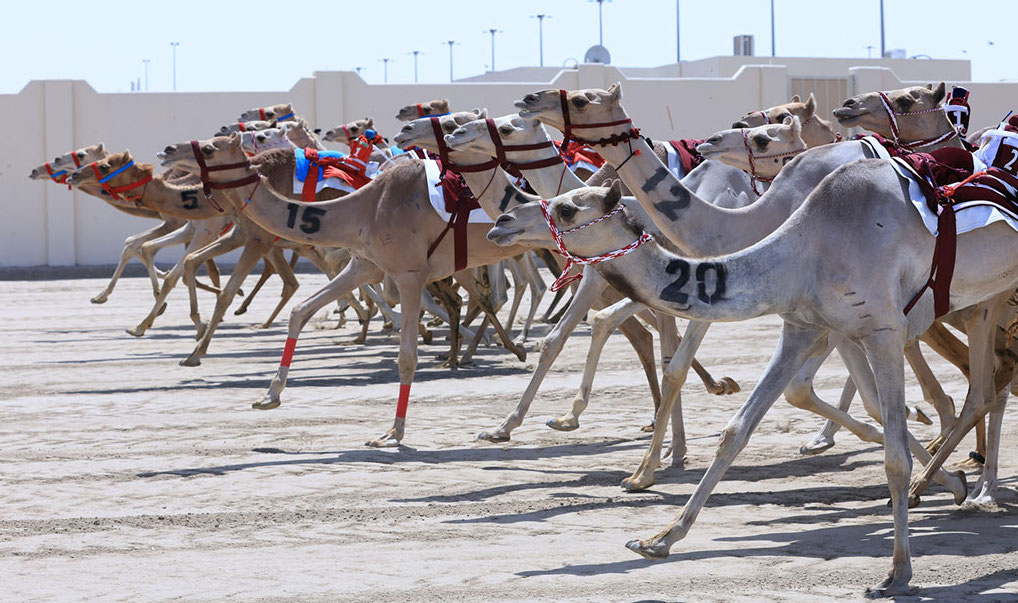 الشحانية تحتضن السباق المحلي الأول للهجن مطلع سبتمبر بمشاركة واسعة ومنافسات قوية