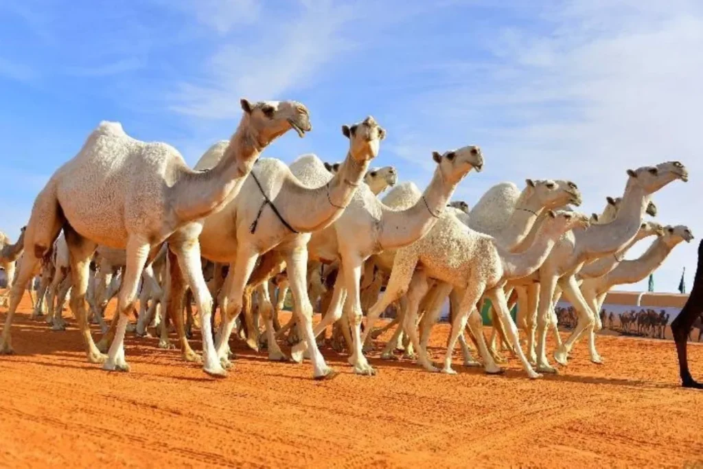 "كاكست" تنجح في فك الشفرة الجينية لإبل المزاين... خطوة سعودية رائدة نحو تطوير قطاع الإبل علميًا واقتصاديًا