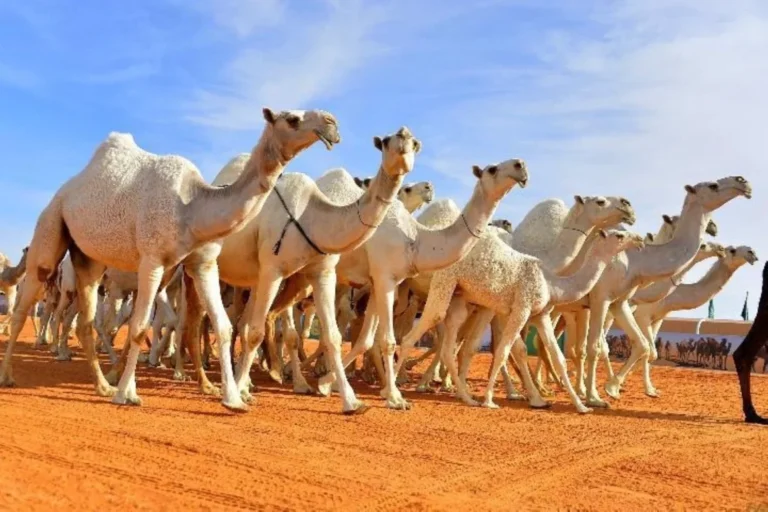 "كاكست" تنجح في فك الشفرة الجينية لإبل المزاين... خطوة سعودية رائدة نحو تطوير قطاع الإبل علميًا واقتصاديًا