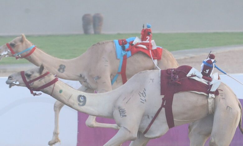 السعودية: ميدان الهجن بنجران يُنظّم سباقه الرسمي لفئة “اللقايا فما فوق” بمشاركة واسعة ومنافسات قوية