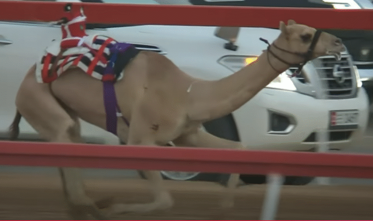 “هملولة” و“نجود” و“شواهين” يتصدرون سباقات اليوم الثاني من الجولة الثانية لمهرجان العين للهجن 2025 بميدان الروضة