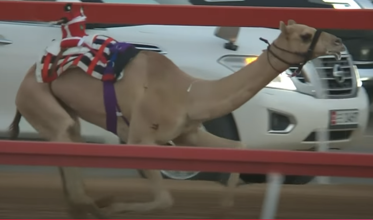 “هملولة” و“نجود” و“شواهين” يتصدرون سباقات اليوم الثاني من الجولة الثانية لمهرجان العين للهجن 2025 بميدان الروضة