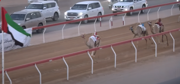 “شاهين” و”أمجاد” و”وقادة” يتصدرون سباقات اليوم الرابع في مهرجان العين للهجن بميدان الروضة