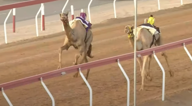 15 شوطًا مثيرًا في تمهيدي اللقايا و”مطفي” الأسرع بزمن قياسي بمنافسات اليوم الخامس في ميدان الروضة