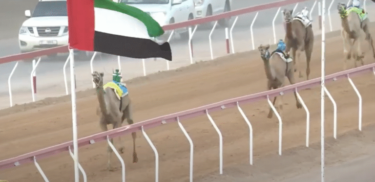 “«مغادر» و«فرح» و«ابعاد».. أسماء تتصدر مشهد اليوم السادس من مهرجان العين للهجن في ميدان الروضة”