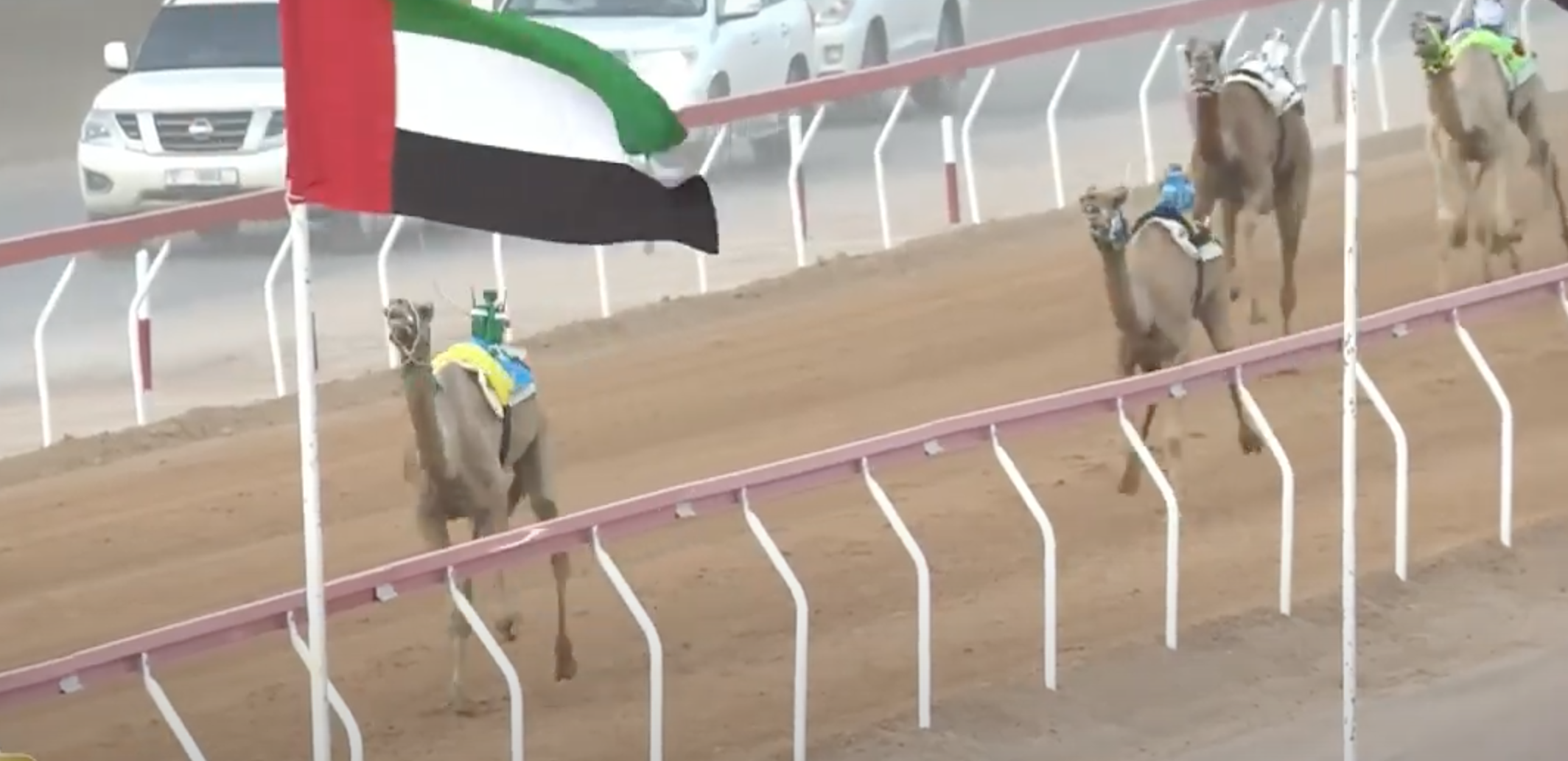 “«مغادر» و«فرح» و«ابعاد».. أسماء تتصدر مشهد اليوم السادس من مهرجان العين للهجن في ميدان الروضة”