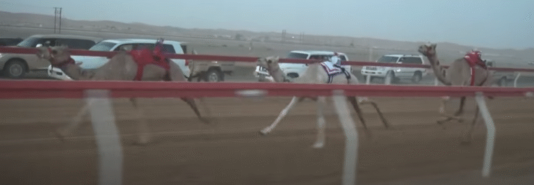 “الشاهينية” و”شاهين” و”سمحون” يتألقون في ميدان الروضة.. منافسة قوية في شارة الصندوق للفطامين