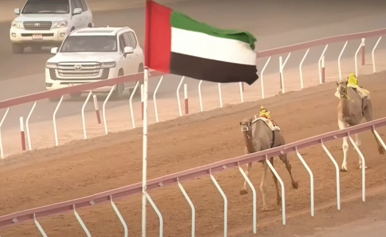 “كفو” الأسرع و25 مطية تحصد الصدارة في  منافسات  ثامن أيام  ثانى تمهيدي مهرجان العين للهجن