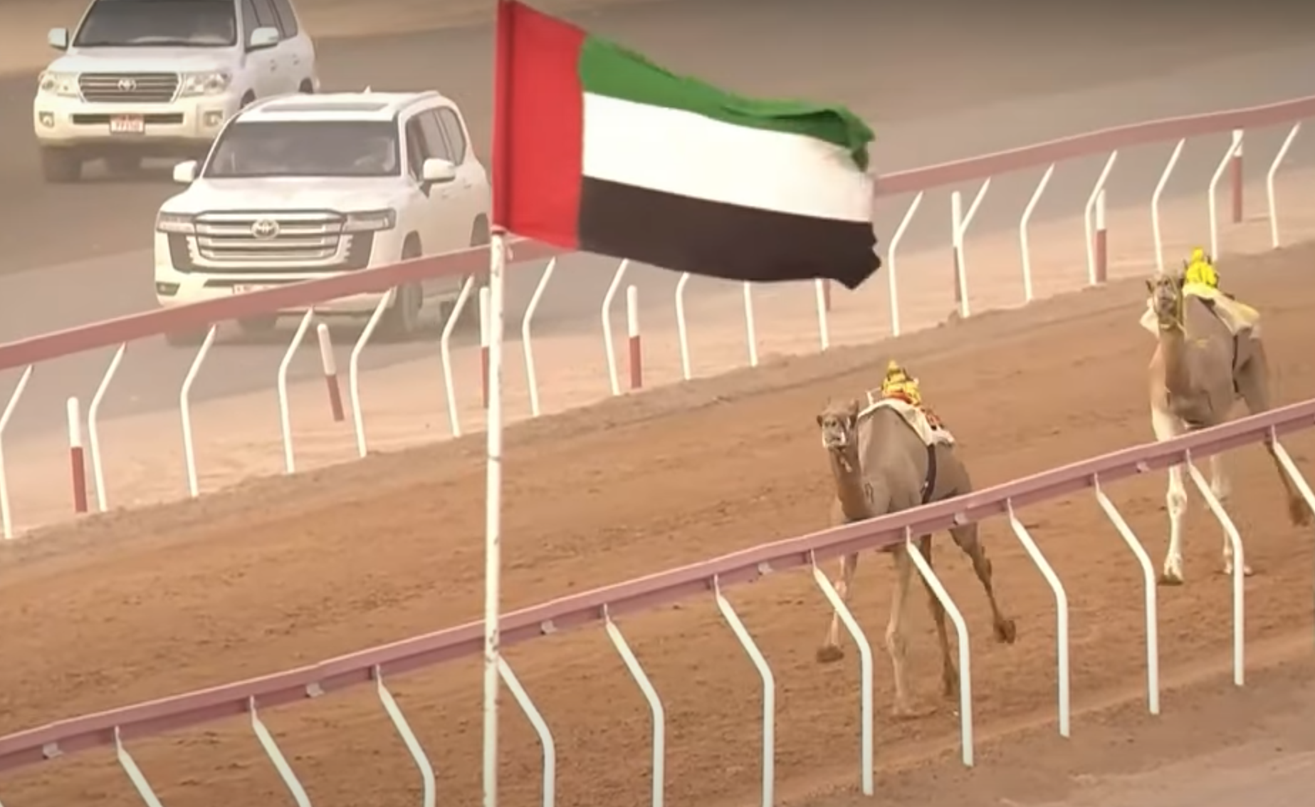 “كفو” الأسرع و25 مطية تحصد الصدارة في  منافسات  ثامن أيام  ثانى تمهيدي مهرجان العين للهجن