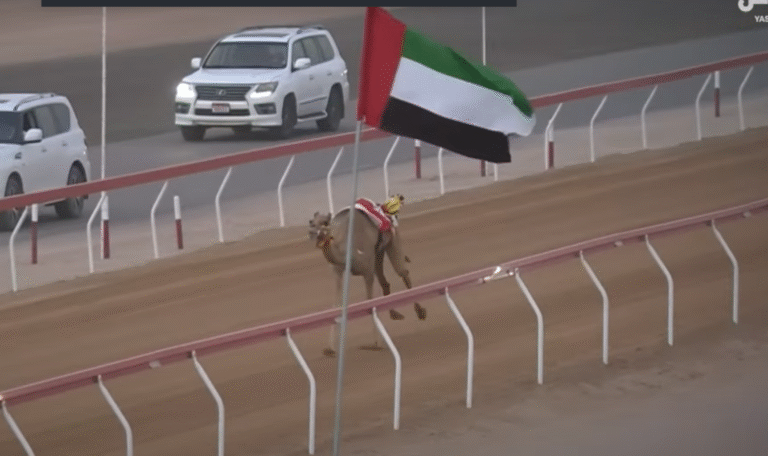 “الذيبة” تحصد الأسرع و20 مطية تتصدر أشواط الثنايا في تمهيدي مهرجان العين للهجن فى يومه التاسع