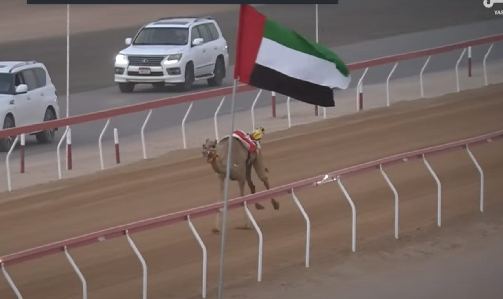 “الذيبة” تحصد الأسرع و20 مطية تتصدر أشواط الثنايا في تمهيدي مهرجان العين للهجن فى يومه التاسع