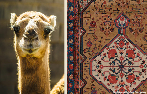 من الصحراء إلى منصات الأزياء أوبار الإبل العربية تقتحم صناعة المنسوجات الفاخرة