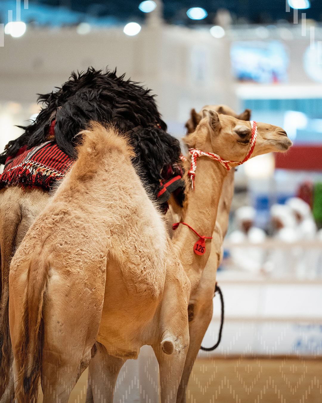 الإبل والهجن تتصدر مشهد «معرض أبوظبي الدولي للصيد والفروسية».. بين مزاد بملايين وابتكارات علمية لنسل مستنسخ