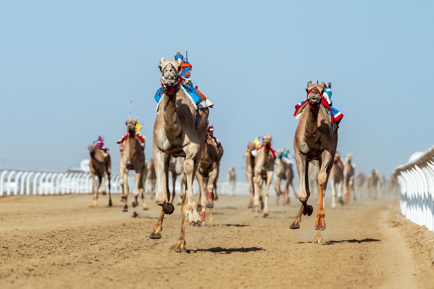 مهرجان ولي العهد للهجن بالطائف.. ريادة سعودية وأرقام قياسية في النسخة السابعة