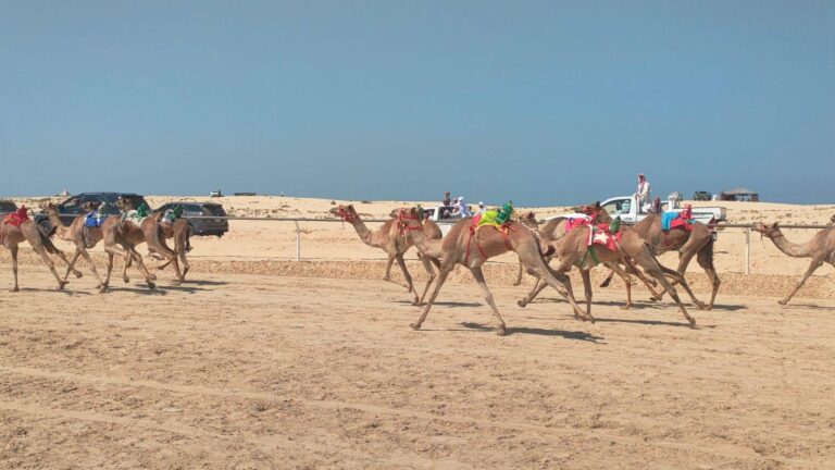 سباق الهجن في سيناء المصرية.. مهرجان يجدد الموروث ويحفظ هوية البادية