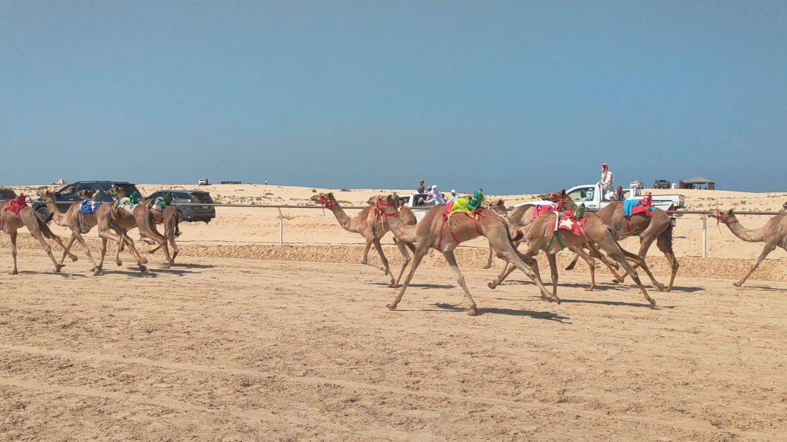 سباق الهجن في سيناء المصرية.. مهرجان يجدد الموروث ويحفظ هوية البادية