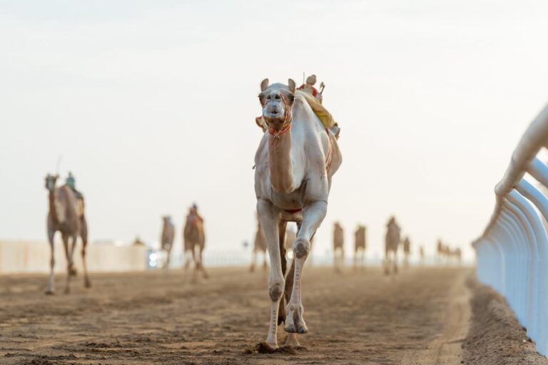 ربع مليار تركض على مضمار الطائف في ختام مهرجان ولي العهد للهجن