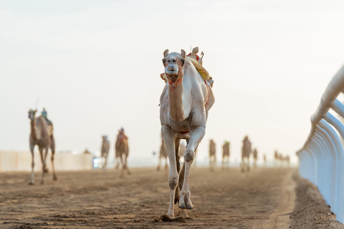 ربع مليار تركض على مضمار الطائف في ختام مهرجان ولي العهد للهجن
