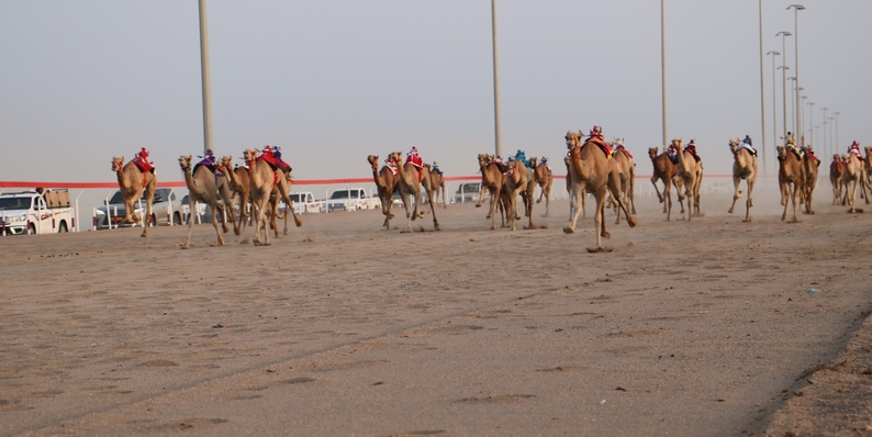 سلطنة عمان .. انطلاق سباقات الهجن الأهلية بالبشائر بمشاركة 682 ناقة وقعود