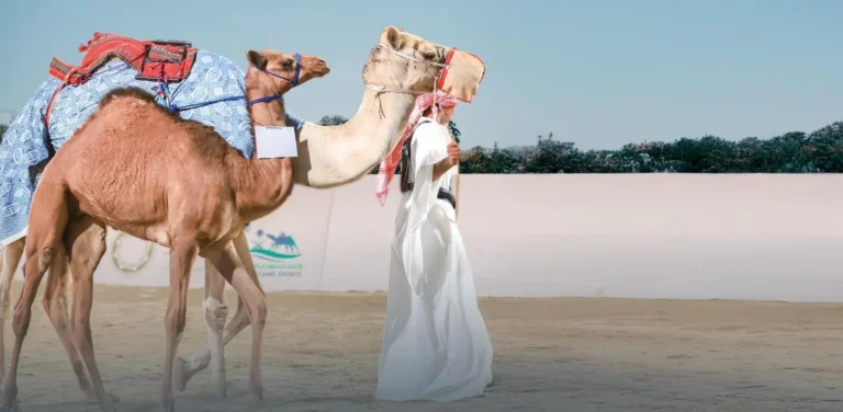 مزاد الهجن يثري فعاليات معرض الصقور والصيد السعودي الدولي 2025