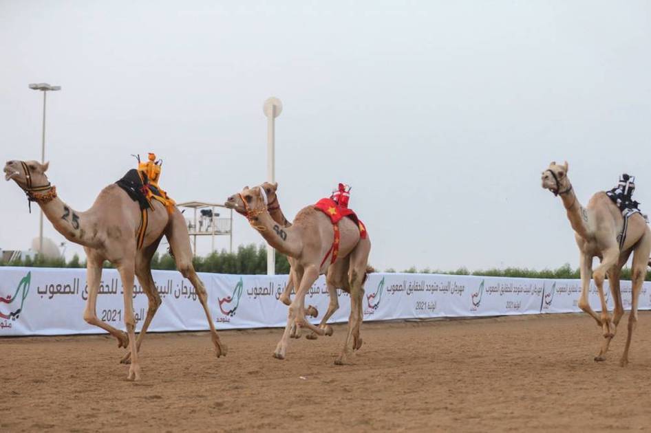 مهرجان «البيت متوحد» للهجن.. تراث متجدد ومنافسة خليجية على أرض الوثبة