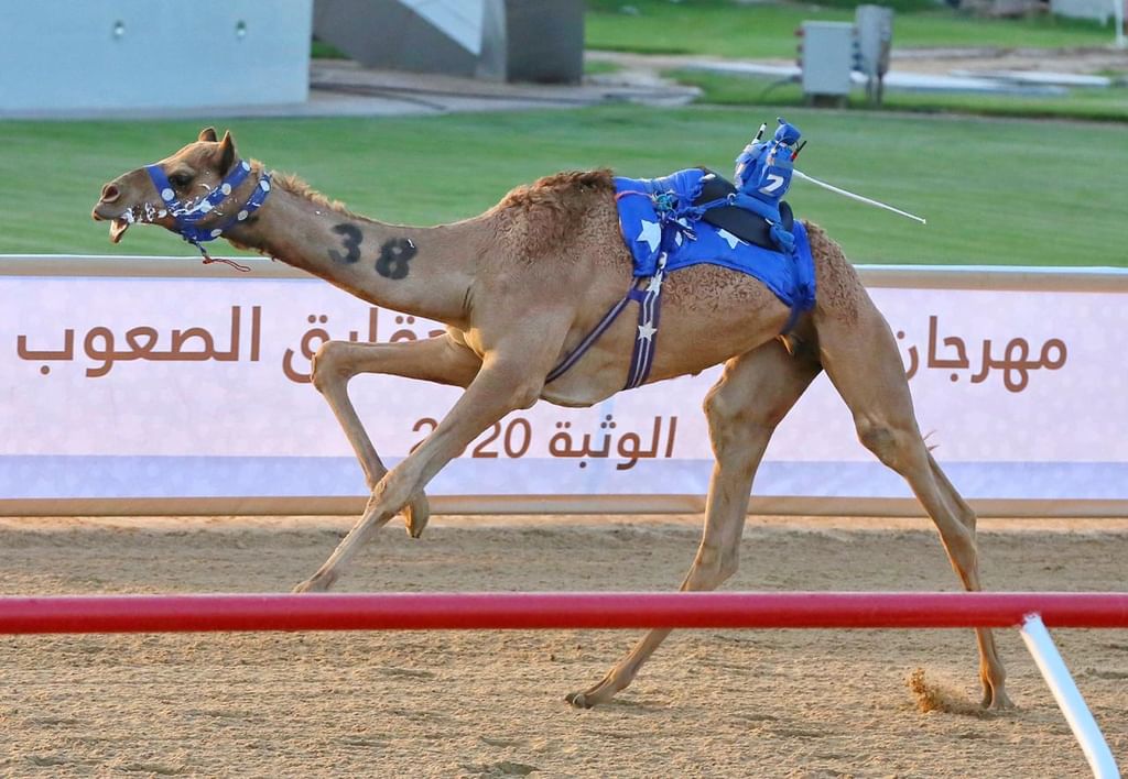 ميدان الوثبة يستضيف الخميس مهرجان “البيت متوحد” لسباقات الهجن بمشاركة خليجية واسعة