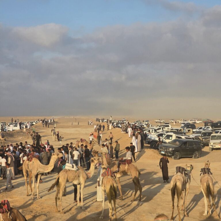 ميدان السر  بسيناء المصرية يحتضن سباق  تراثى للهجن بمسافات تصل إلى 17 كم ومنافسات تراثية مثيرة