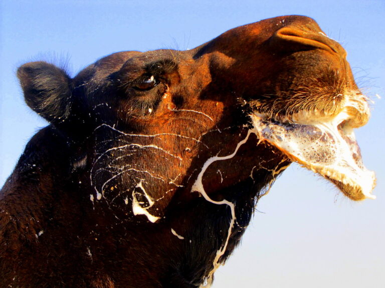 فحول الهجن الإنتاج في الخليج العربي… أنساب خالدة وصناعة أبطال