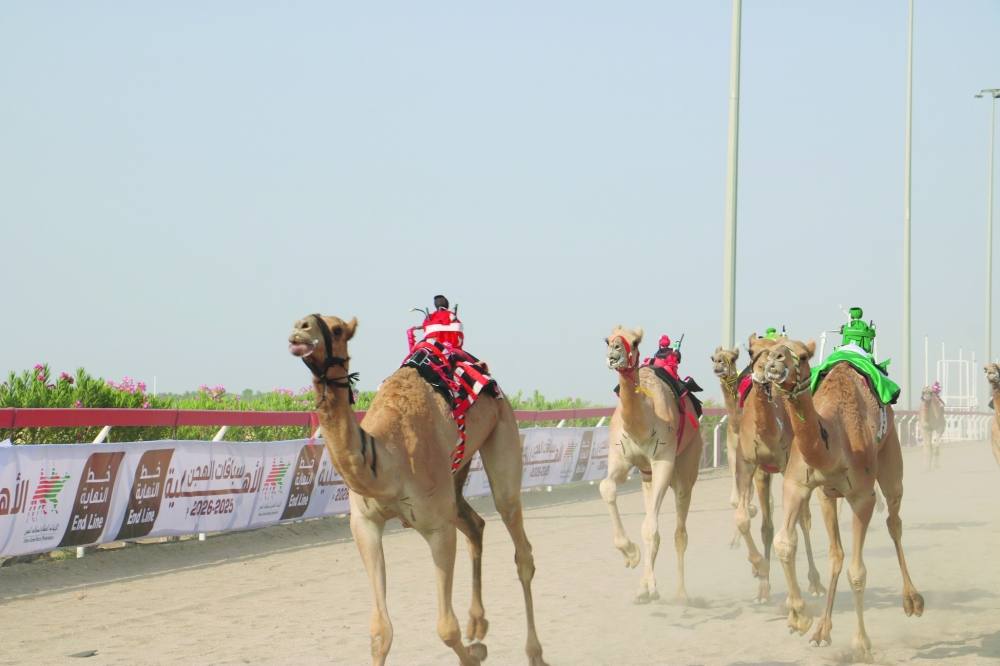 سلطنة عمان : ختام السباق الأول للهجن بميدان الفليج في بركاء وميدان البشائر بـ 12 شوطاً مثيراً 
