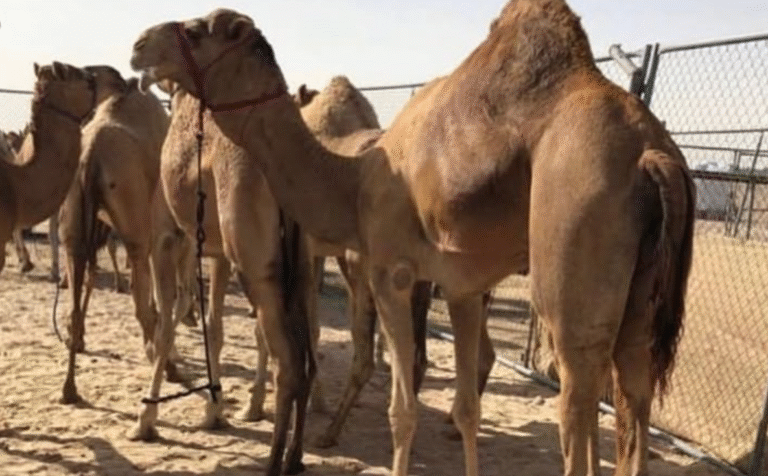 دينار المسند.. سلالة متميزة تعزز تاريخ الإنتاج في ميادين الهجن