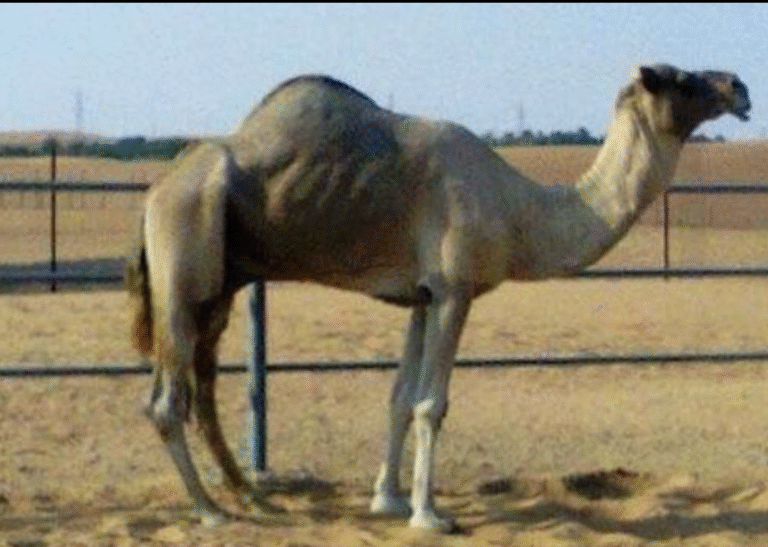 سديح الرئاسة..  سلالة عريقة النسب ورمز القوة والأصالة في ميادين الهجن