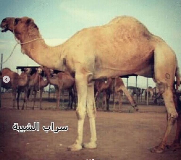 سراب الشيبة.. فحل إنتاج  بارز في ميادين الهجن