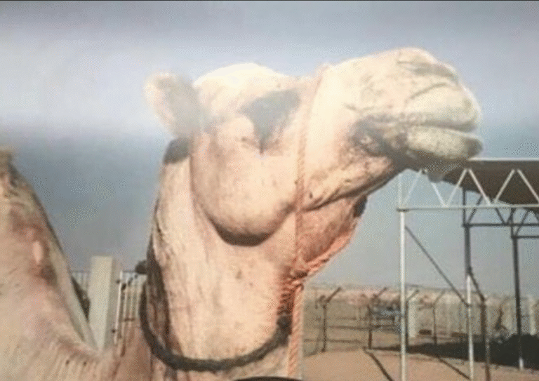 شاهين الشيبة.. فحل عريق يخلّد أنساب الهجن في الخليج