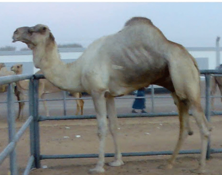 شاهين الكليلي بنك إنتاج السبق