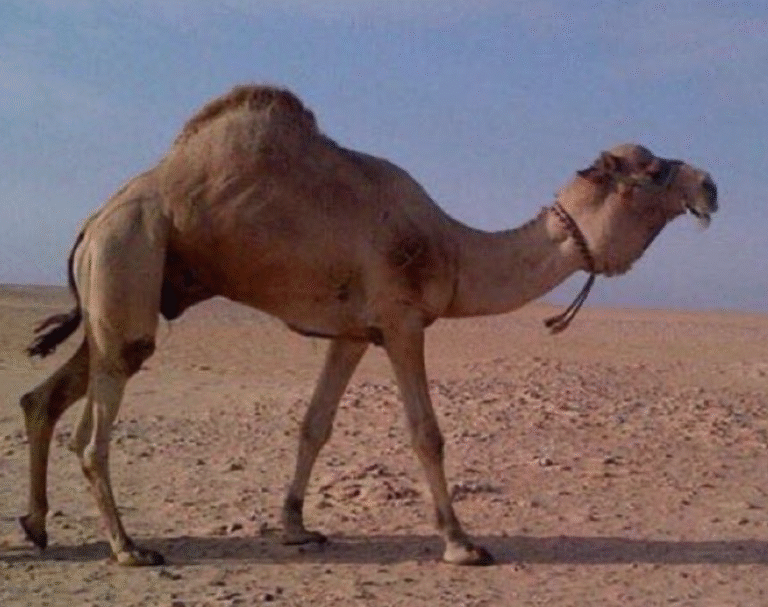 شهلول النايفات.. فحل إنتاجي أصيل وسجل حافل بالإنجازات