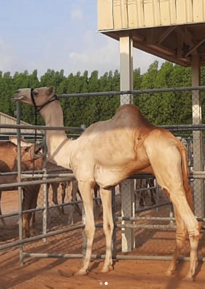 كرار بعير العاصفة.. أبرز فحول الإنتاج في الخليج العربي