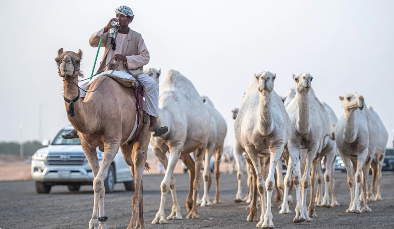 برعاية نادي الإبل بقيادة الشيخ فهد بن حثلين مزاد مدرج للإبل أصالة البادية تتجدد على أرض القصيم بالسعودية