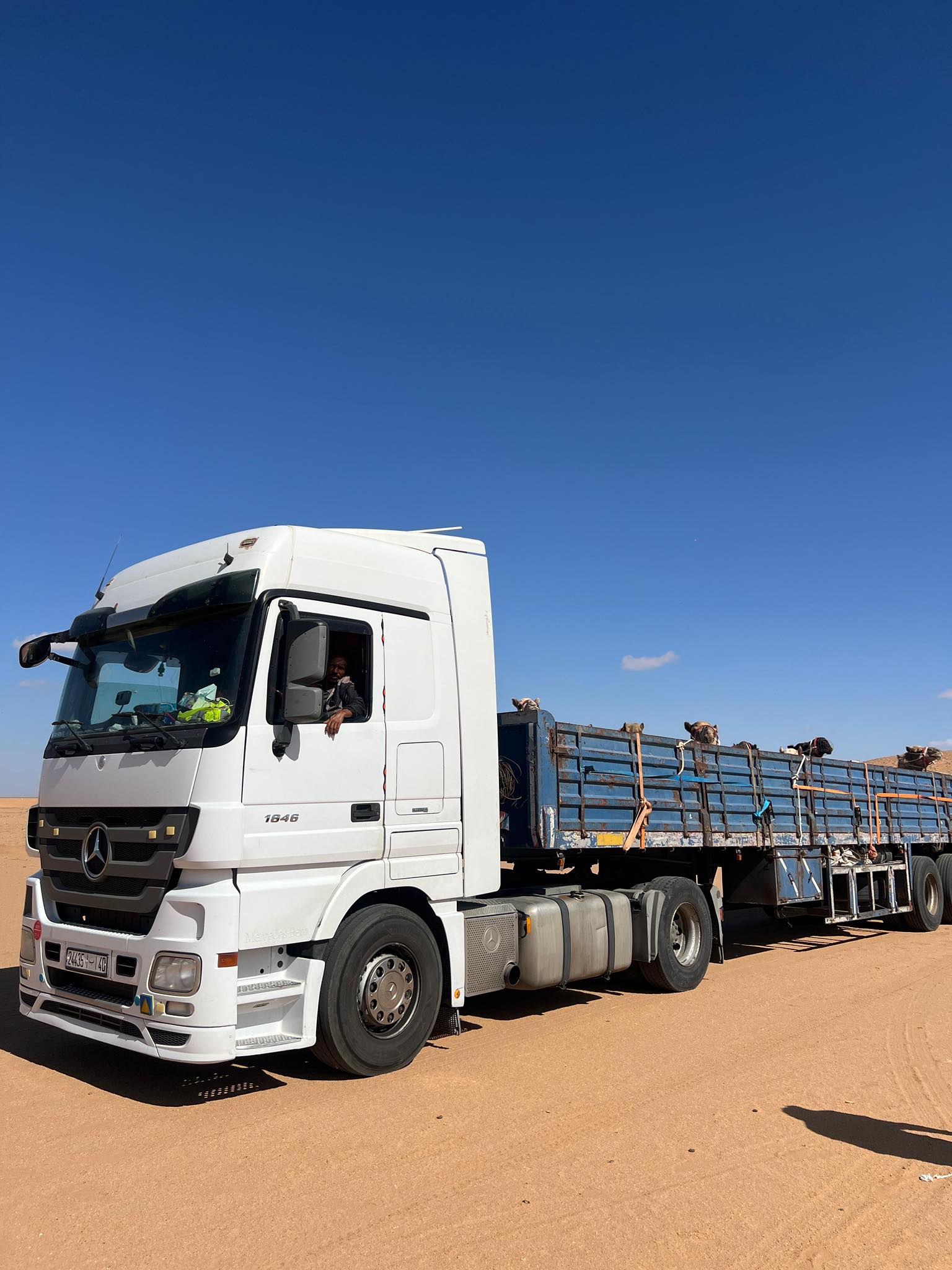 من ميادين الخليج إلى صحراء طانطان: فحول إماراتية تعزز إنتاج الهجن المغربية