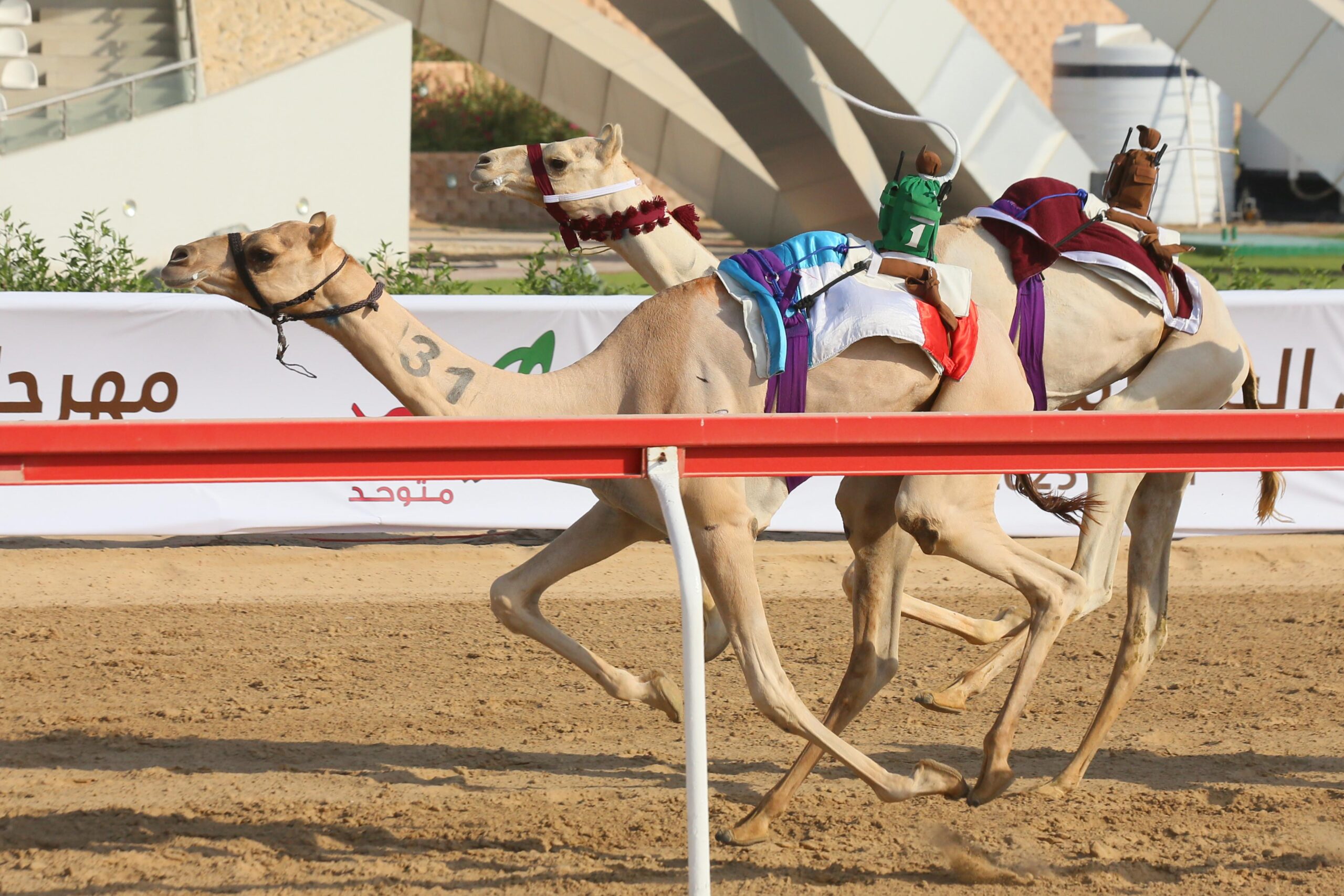 العاصمة وإيهم ودهسه والبارع يتوجون بأشواط الرموز في مهرجان البيت متوحد بالوثبة .. ننشر تفاصيل النتائج