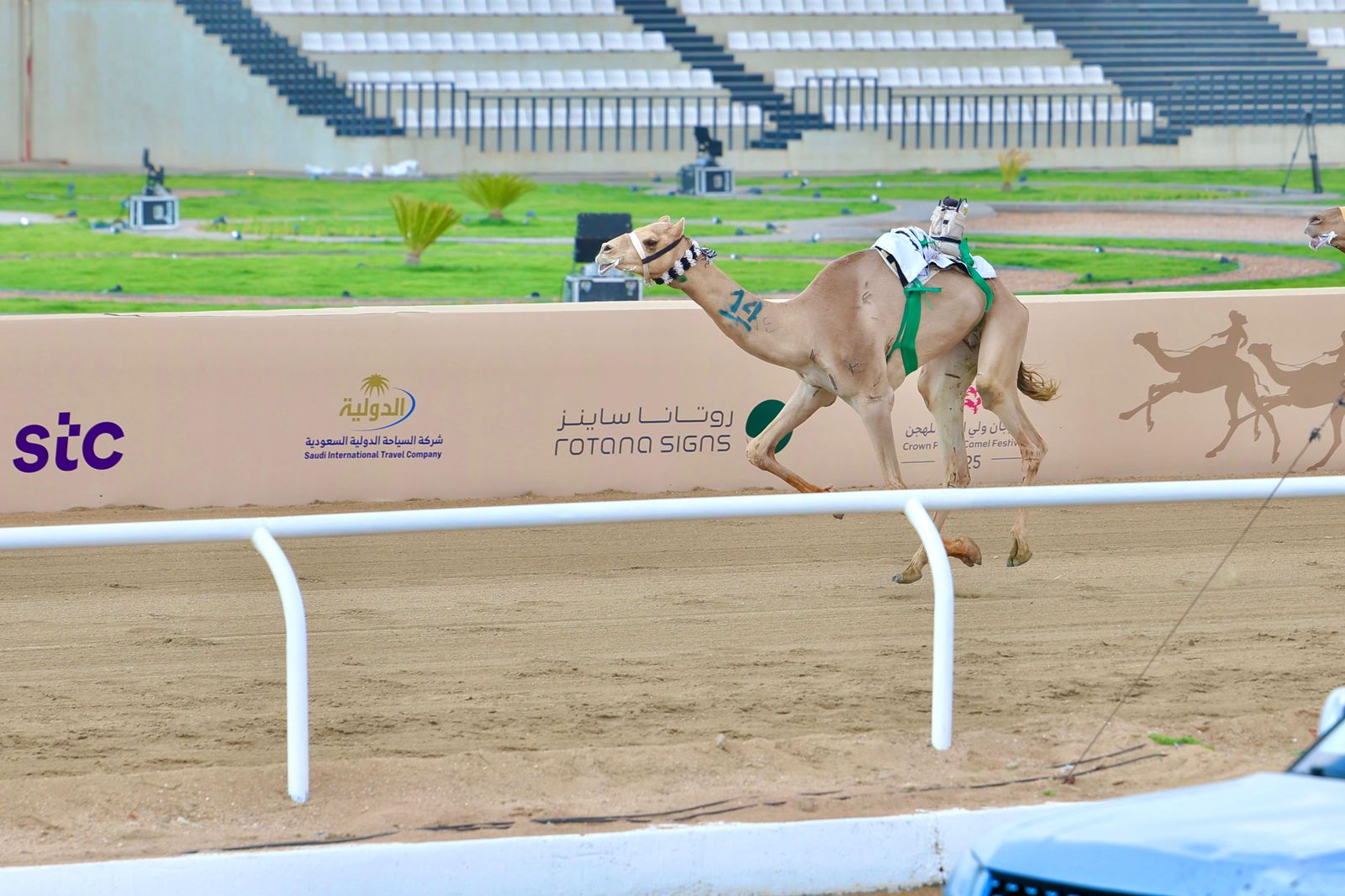 “براق” يفاجئ الجميع ويهدي السعودية كأس “الجذاع” في مهرجان ولي العهد للهجن