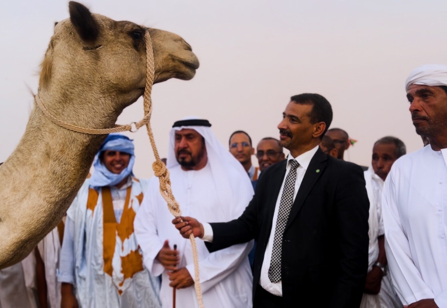 الإمارات تعزز ثروة الإبل الموريتانية بهدية من عشرة فحول أصيلة