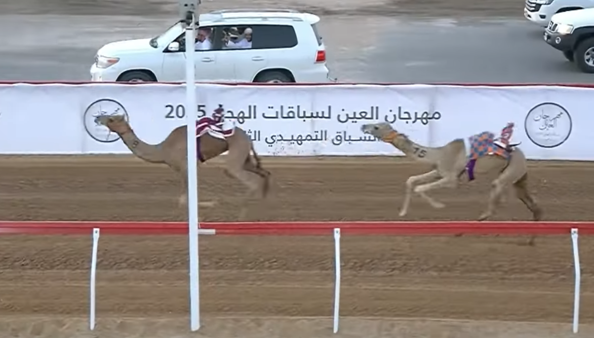 منافسات قوية في اليوم الثاني للتمهيدي الثالث لمهرجان العين 2025 لسباقات الهجن