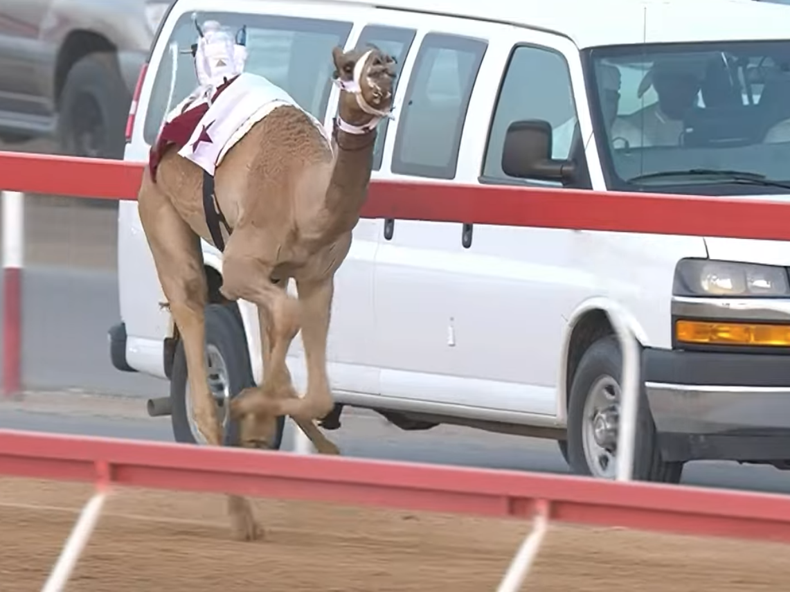 «قماري» تحلق بأسرع توقيت في منافسات اللقايا بالتمهيدي الثالث لمهرجان العين 2025