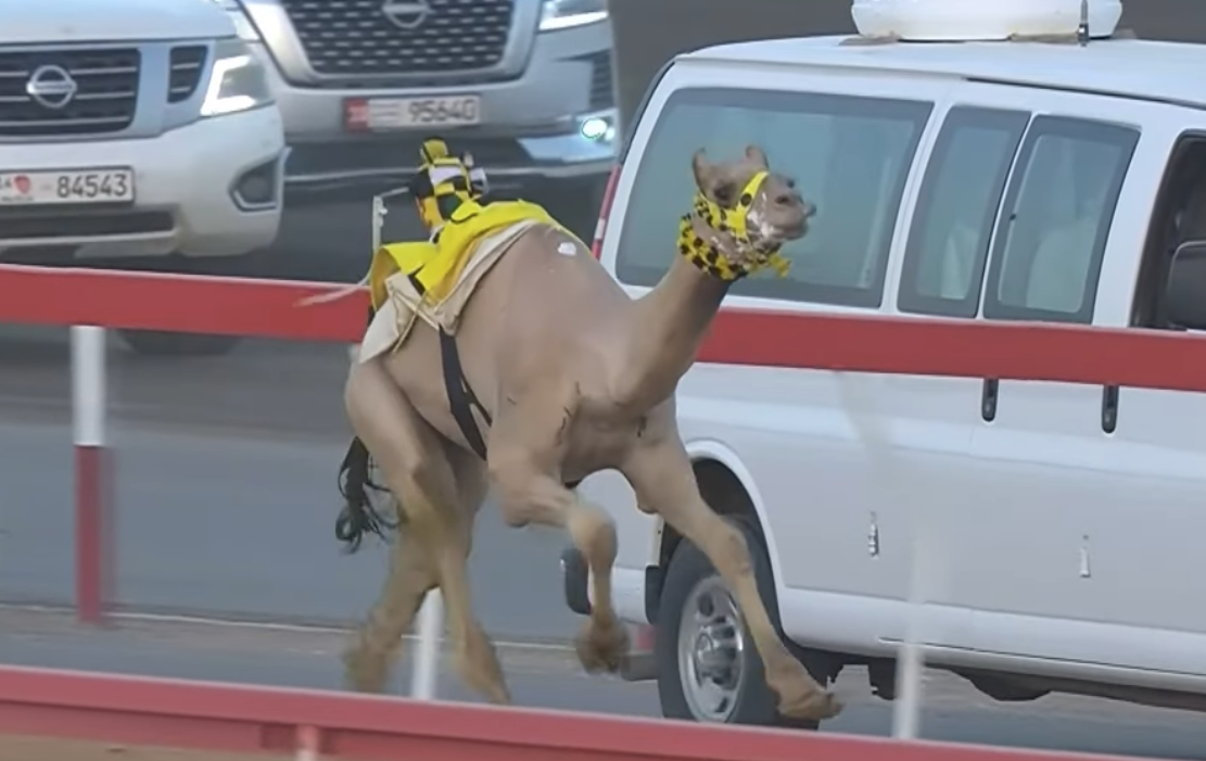 «القرم» يحقق أفضل توقيت في اليوم الرابع لمنافسات اللقايا بمهرجان العين 2025