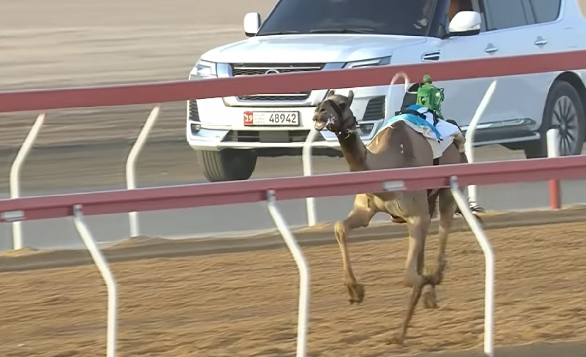 «متعبه» للشامسي تحصد أسرع توقيت في سباقات الإيذاع بميدان الروضة ضمن مهرجان العين 2025