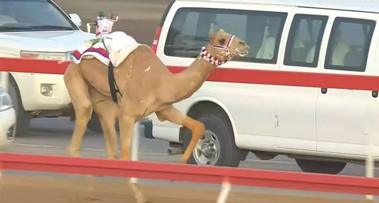 «شاهين» للدرعي يخطف أسرع توقيت في سباقات الإيذاع بميدان الروضة ضمن مهرجان العين 2025